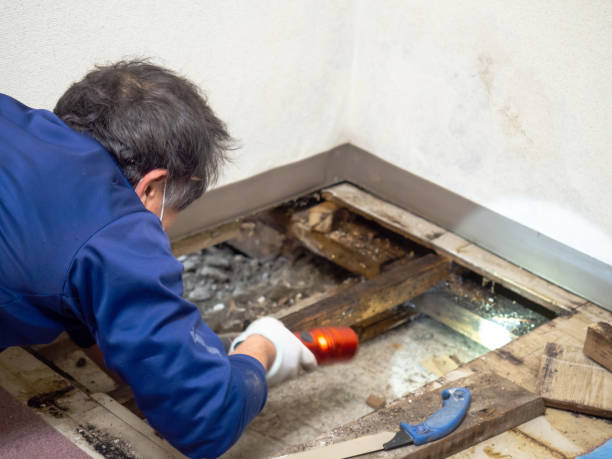 Best Mold Remediation for Specific Building Types in El Cerro, NM