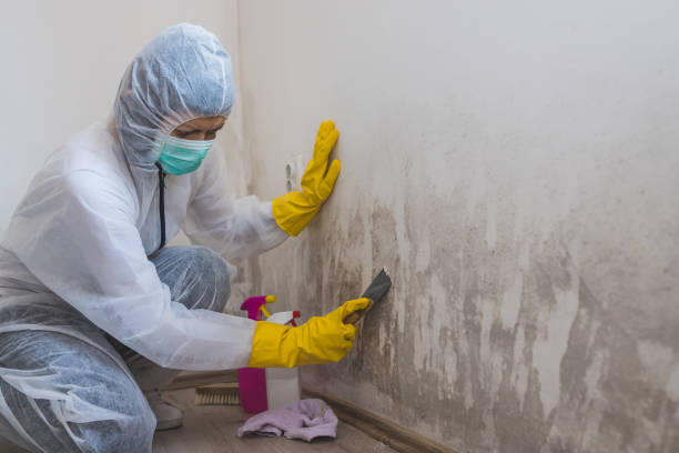 Best Basement Mold Remediation in El Cerro, NM