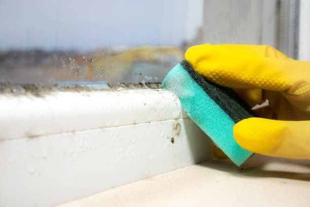 Best Black Mold Remediation in El Cerro, NM