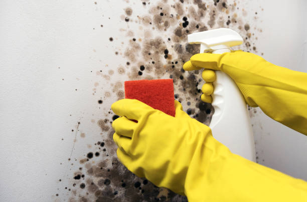 Best Residential Mold Remediation in El Cerro, NM