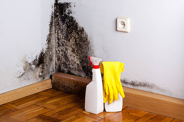 Best Bathroom Mold Remediation in El Cerro, NM