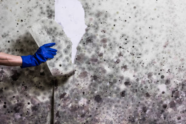 Best Basement Mold Remediation in El Cerro, NM